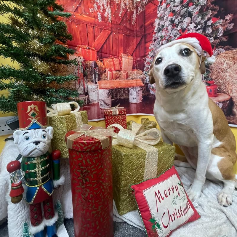 A tan-and-white dog in a Santa hat sitting among wrapped presents at a festive photo session