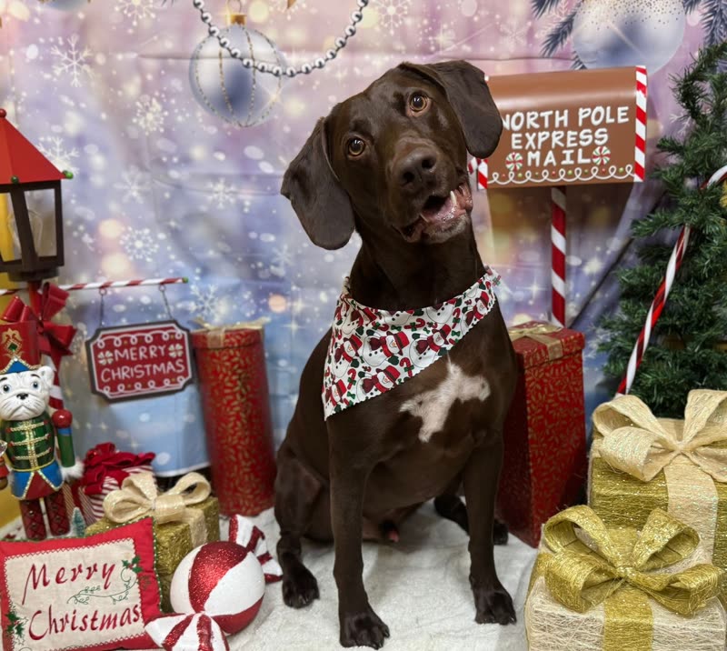 A chocolate pointer-type dog in a Christmas bandana at the salon's seasonal photo backdrop