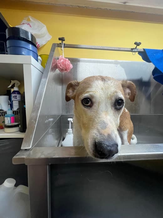 A pale dog standing in the salon's stainless steel grooming bath