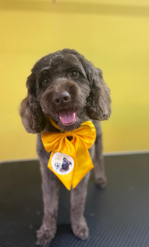 A chocolate cockapoo finished and bandana-tied after a full groom