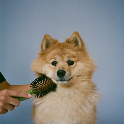 A small dog being brushed through with a slicker brush
