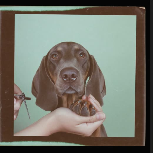 A dog's paw held for a nail trim