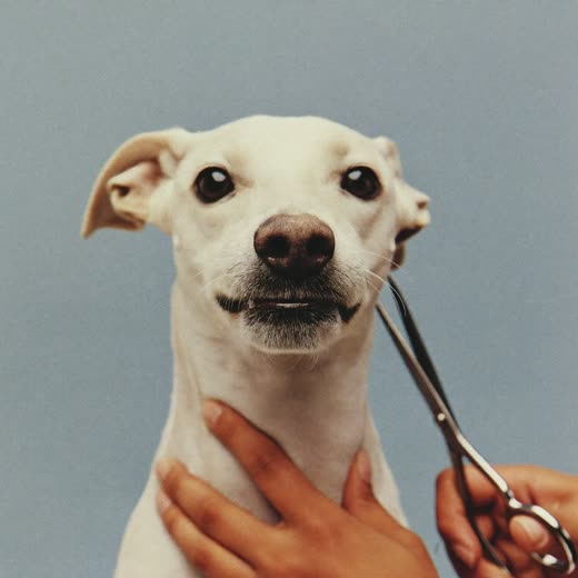 A dog's face after a scissor tidy of muzzle and ears